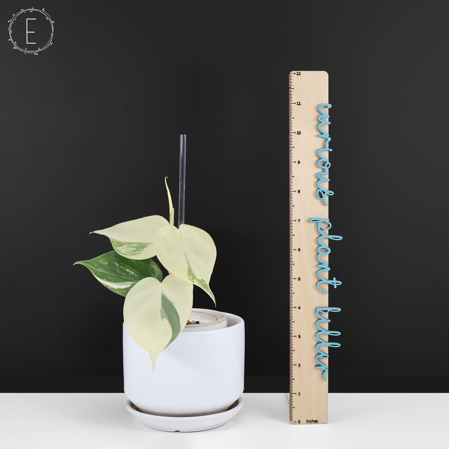 Philodendron Hederaceum Albo