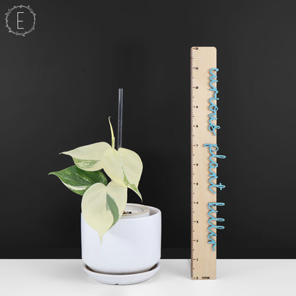 Philodendron Hederaceum Albo