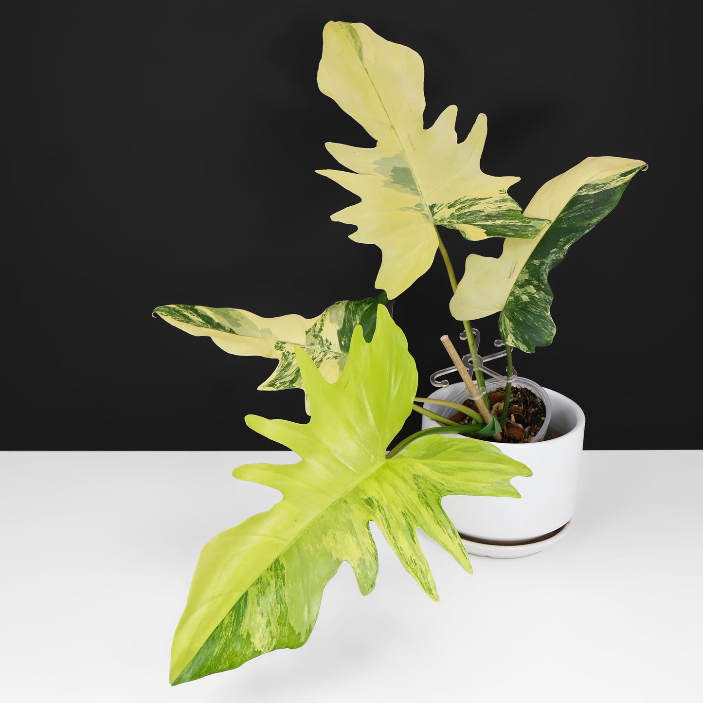 sujitha philodendron Philodendron Florida Beauty x Mayoi "Kitina" – Curious Plant Killer