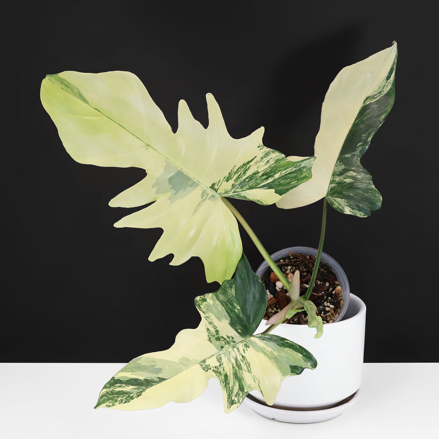Philodendron "Kitina"