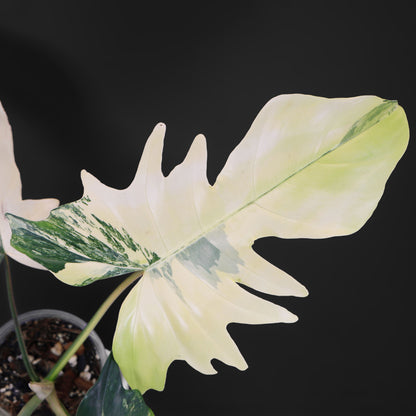 Philodendron "Kitina"