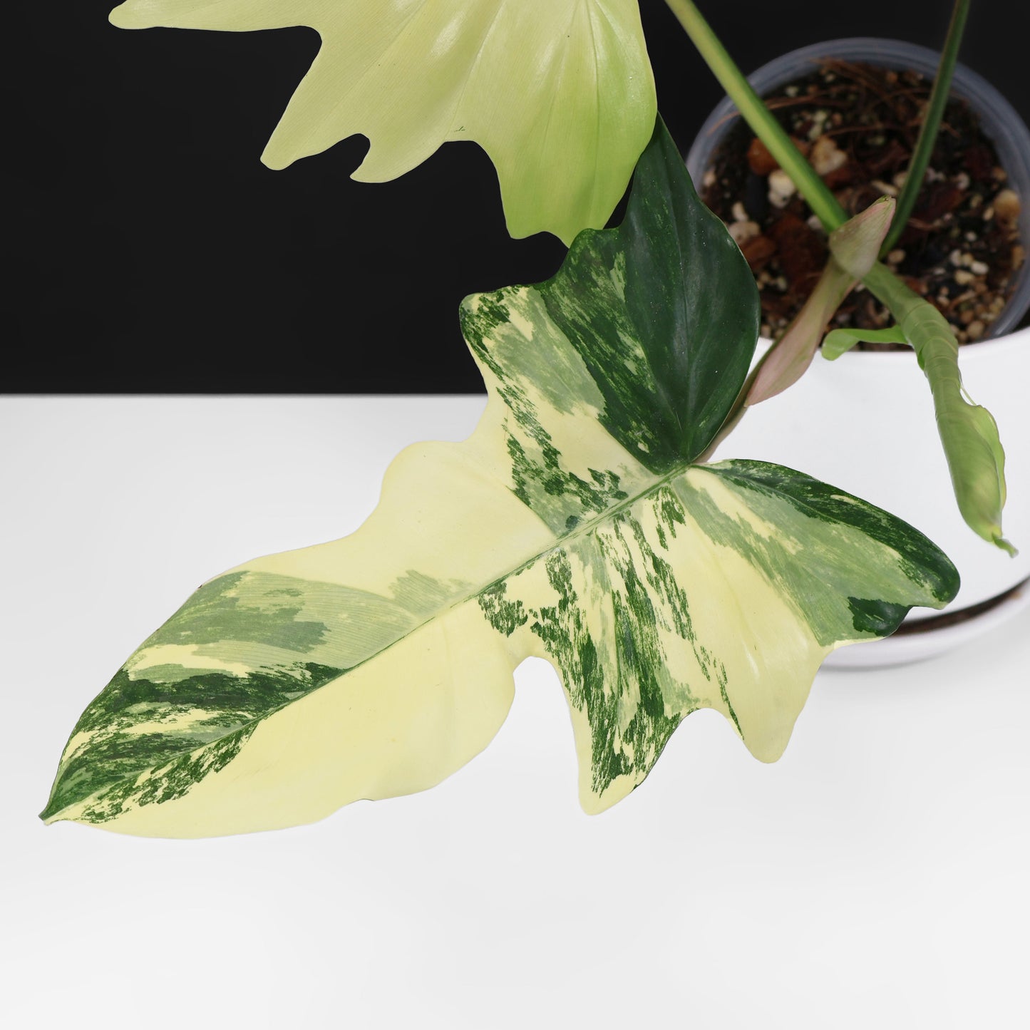 Philodendron "Kitina"