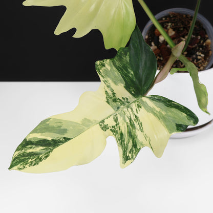 Philodendron "Kitina"