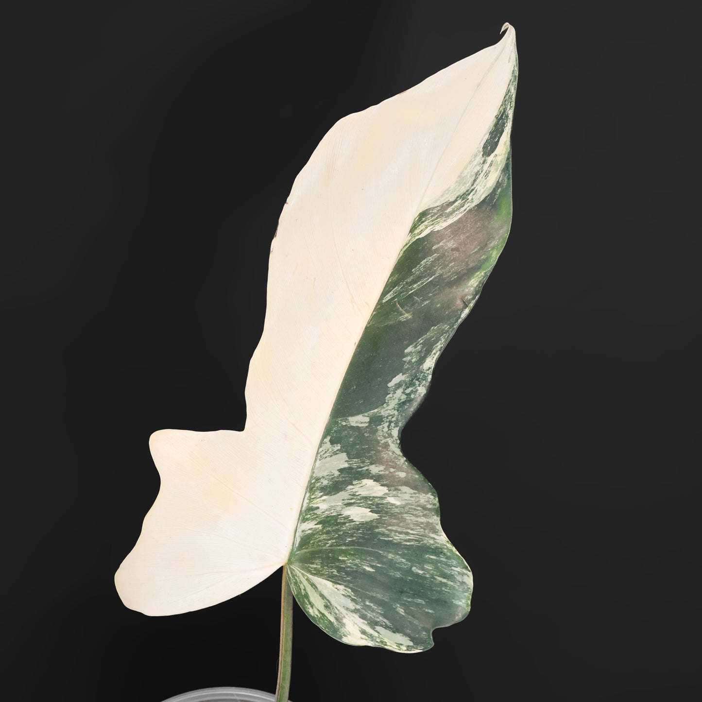 Philodendron "Kitina"