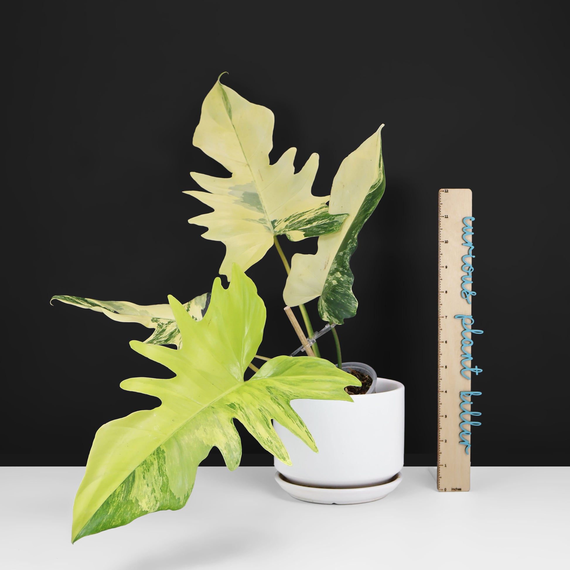 philodendron mia Philodendron Florida Beauty x Mayoi "Kitina" – Curious Plant Killer