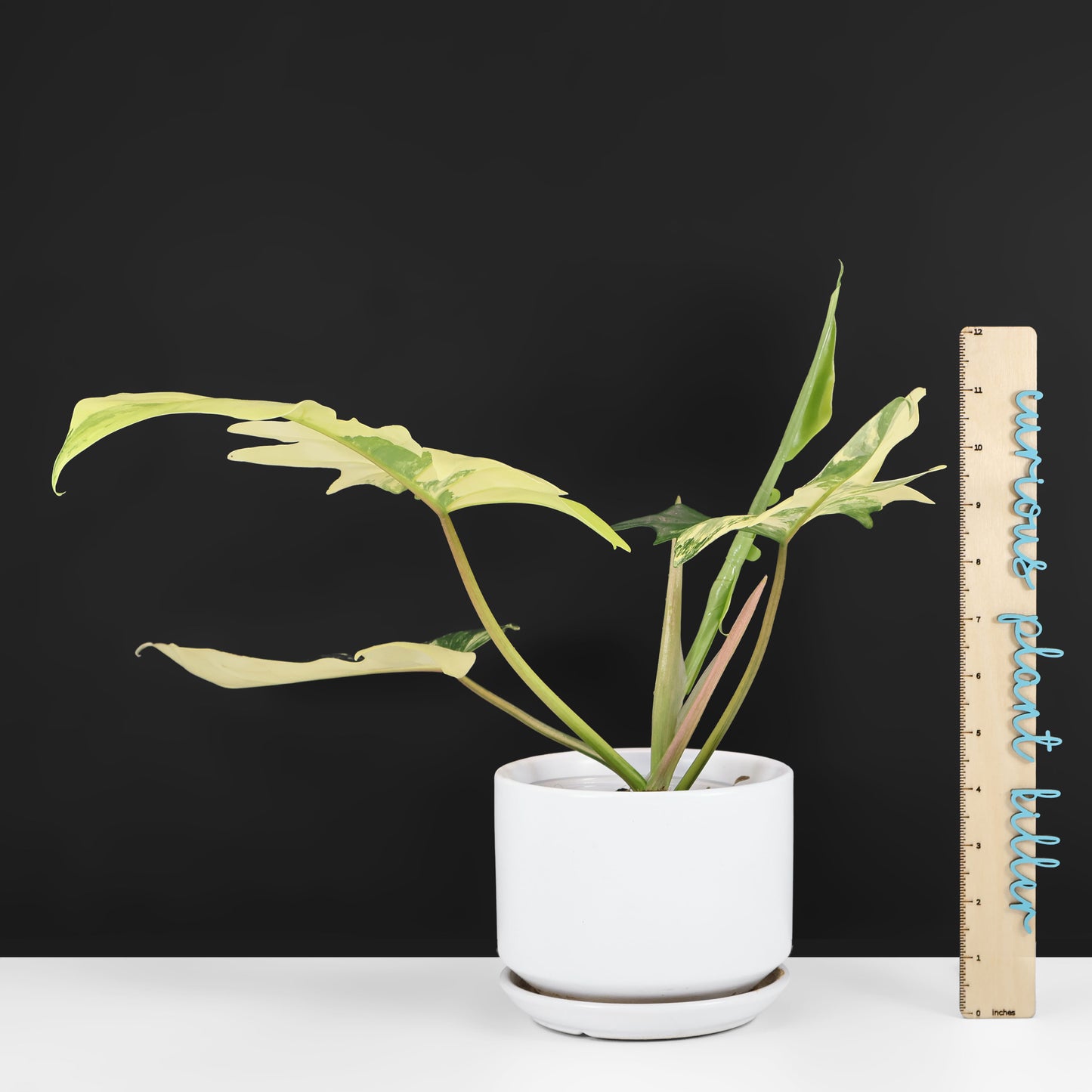 Philodendron "Kitina"