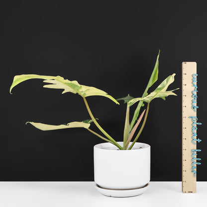 Philodendron "Kitina"