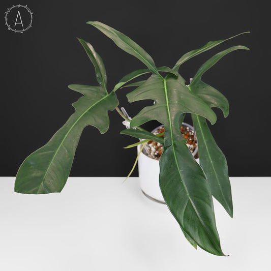 Philodendron Longilobatum "Lelano Miyano"