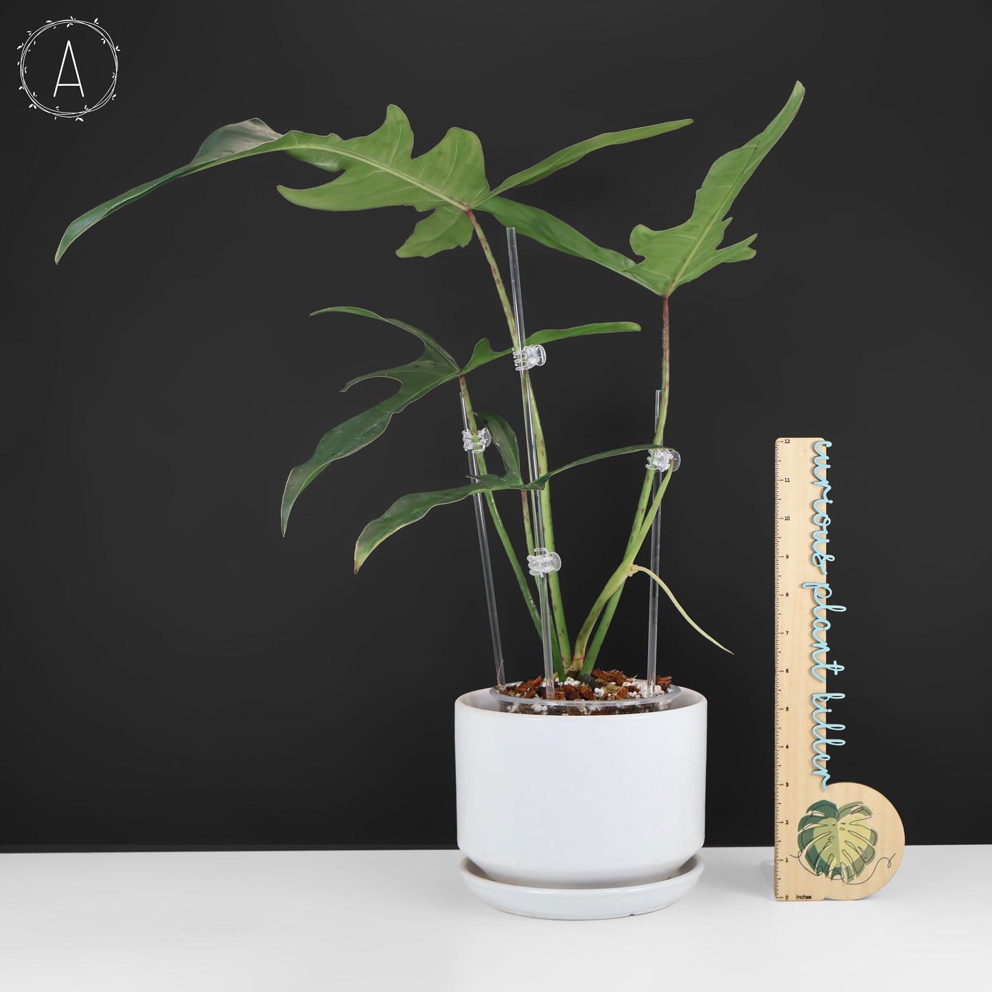 Philodendron Longilobatum "Lelano Miyano"