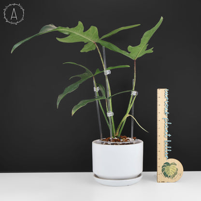 Philodendron Longilobatum "Lelano Miyano"