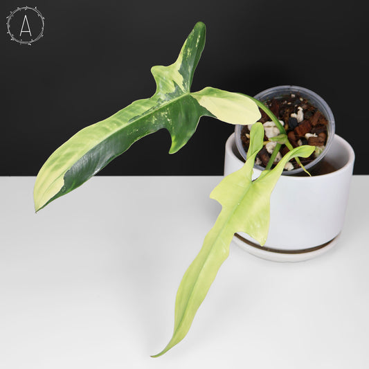 Philodendron Longilobatum Albo