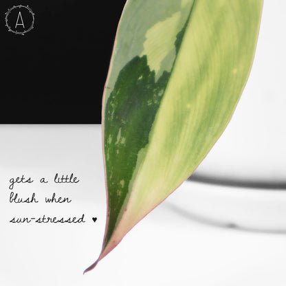Philodendron Longilobatum Albo