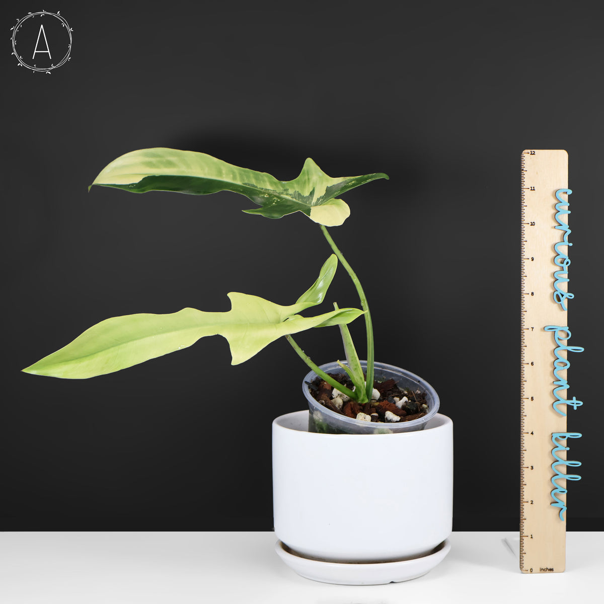 Philodendron Longilobatum Albo