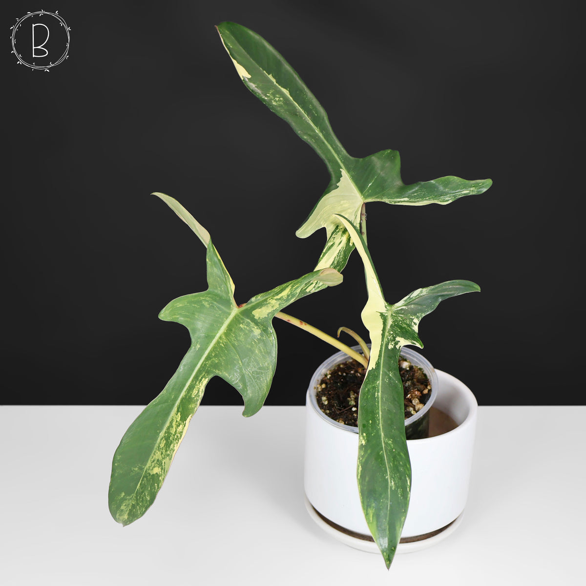 Philodendron Longilobatum Albo