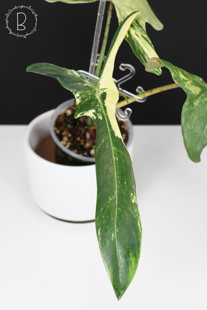 Philodendron Longilobatum Albo