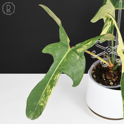 Philodendron Longilobatum Albo