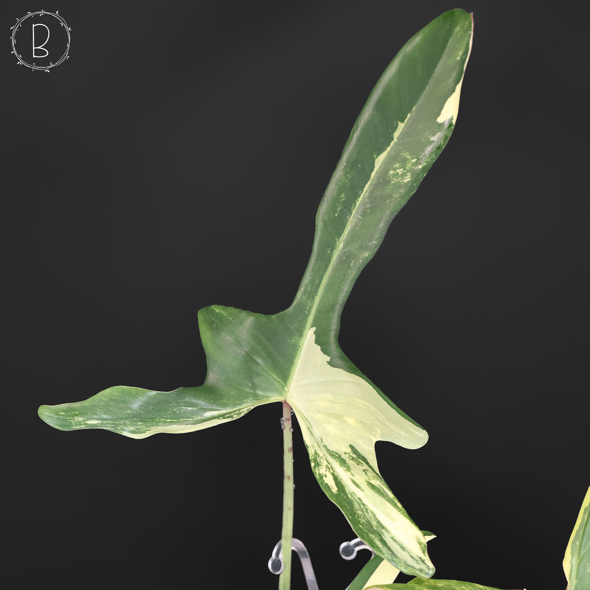 Philodendron Longilobatum Albo
