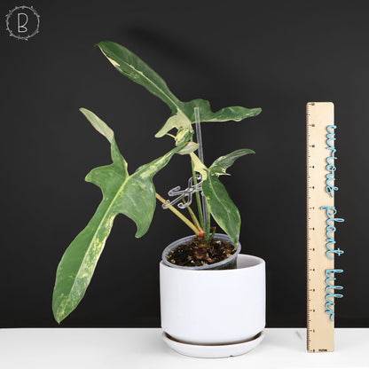 Philodendron Longilobatum Albo