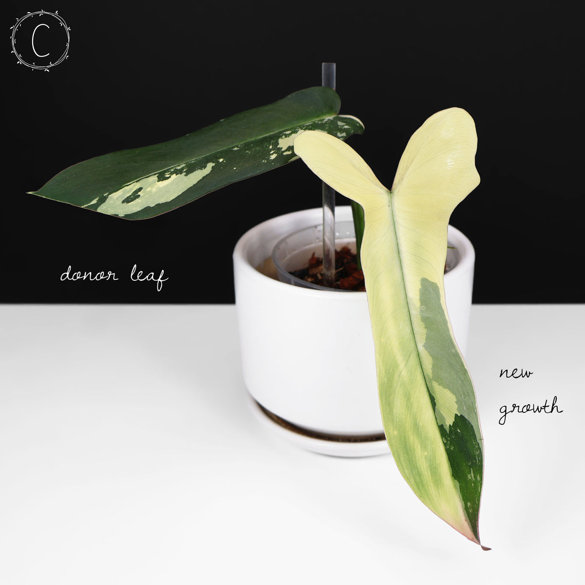 Philodendron Longilobatum Albo
