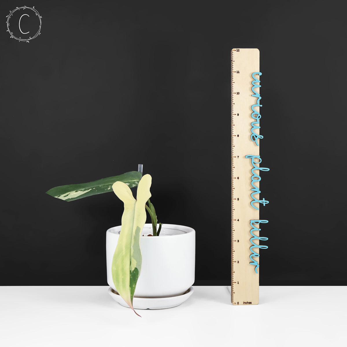 Philodendron Longilobatum Albo