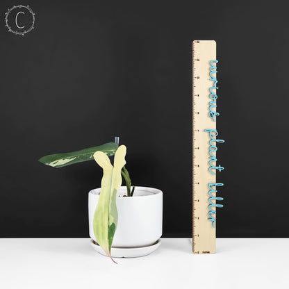 Philodendron Longilobatum Albo