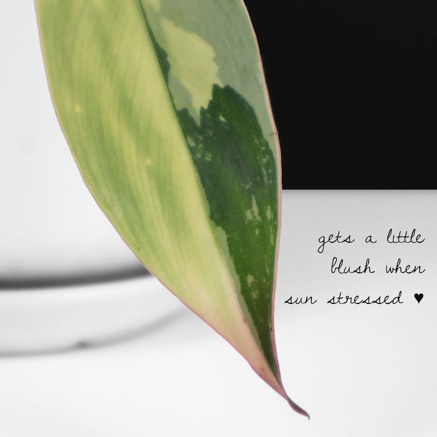 Philodendron Longilobatum Albo