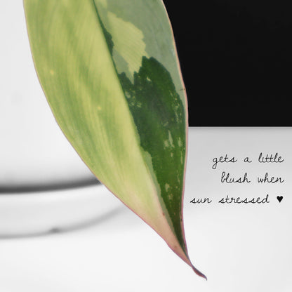 Philodendron Longilobatum Albo