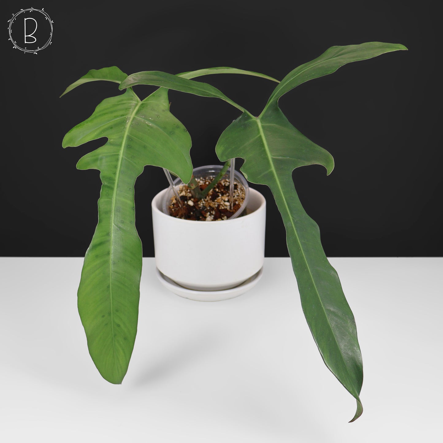 Philodendron Longilobatum "Lelano Miyano"