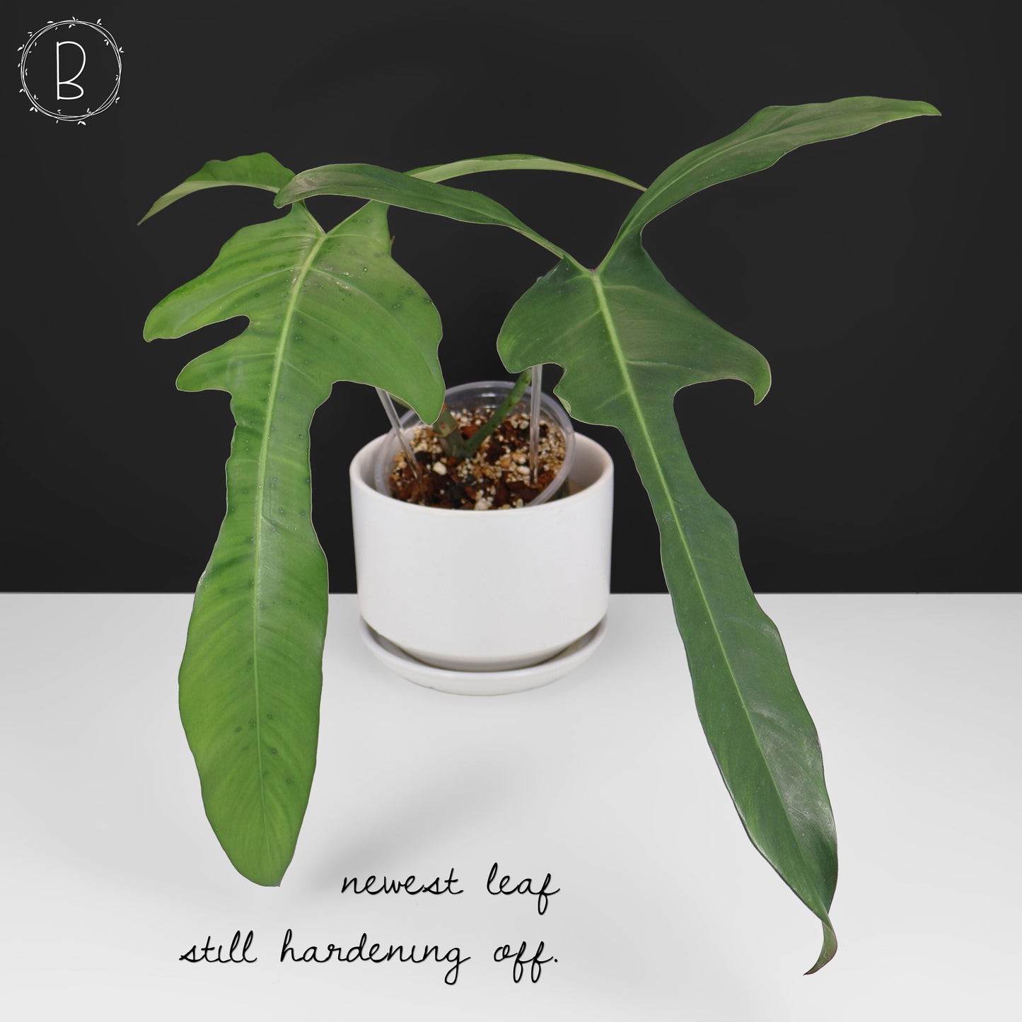 Philodendron Longilobatum "Lelano Miyano"