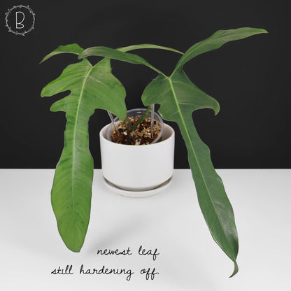 Philodendron Longilobatum "Lelano Miyano"