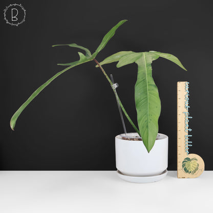 Philodendron Longilobatum "Lelano Miyano"