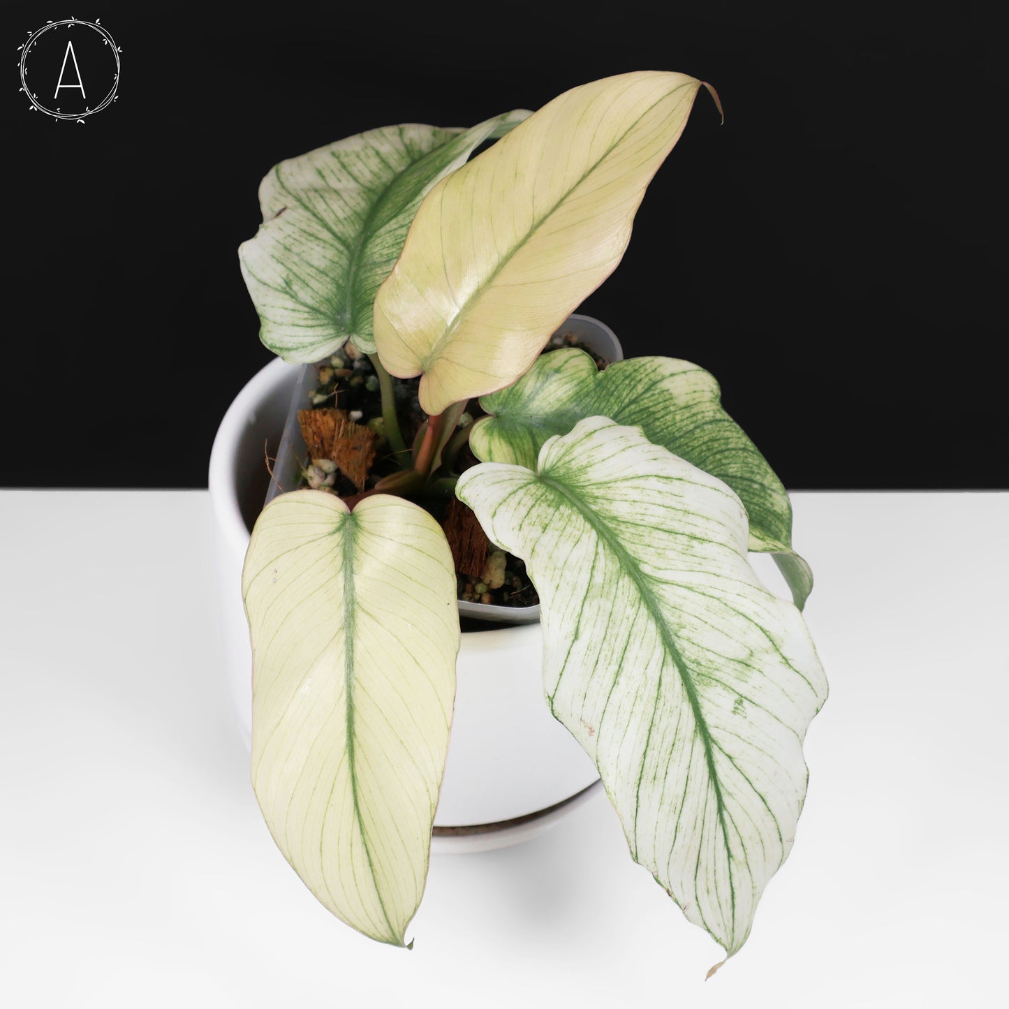 Filodendro Mayoi x Squamiferum