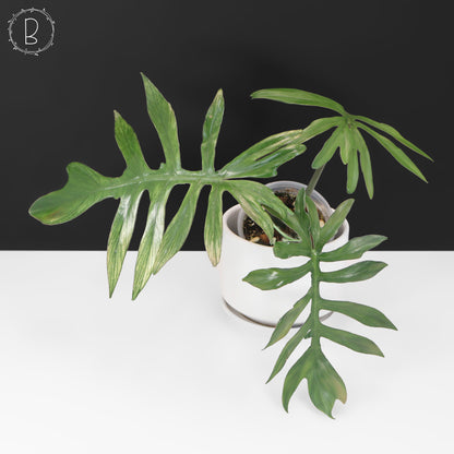Filodendro Mayoi x Squamiferum