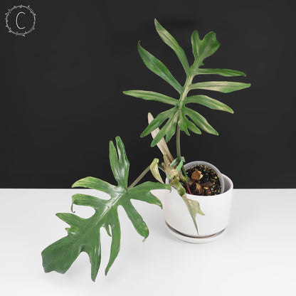 Filodendro Mayoi x Squamiferum
