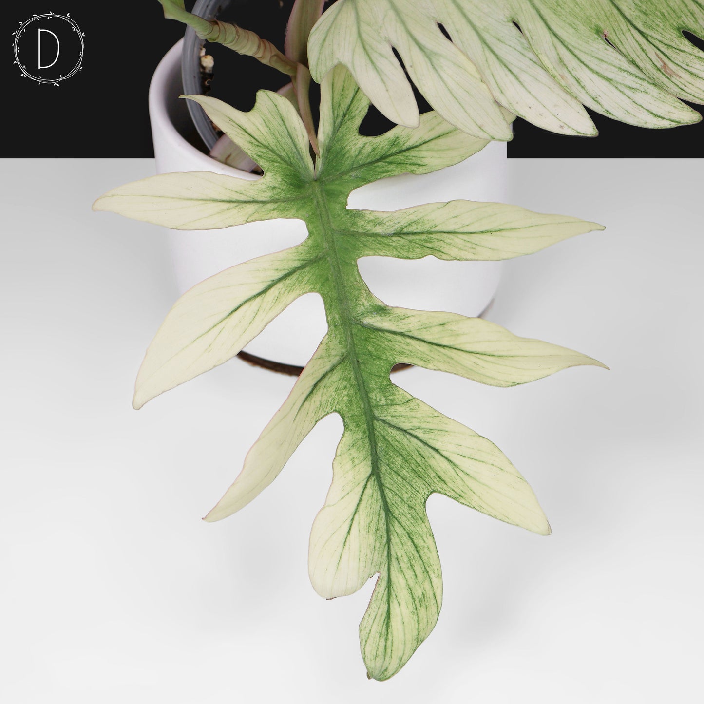 Filodendro Mayoi x Squamiferum
