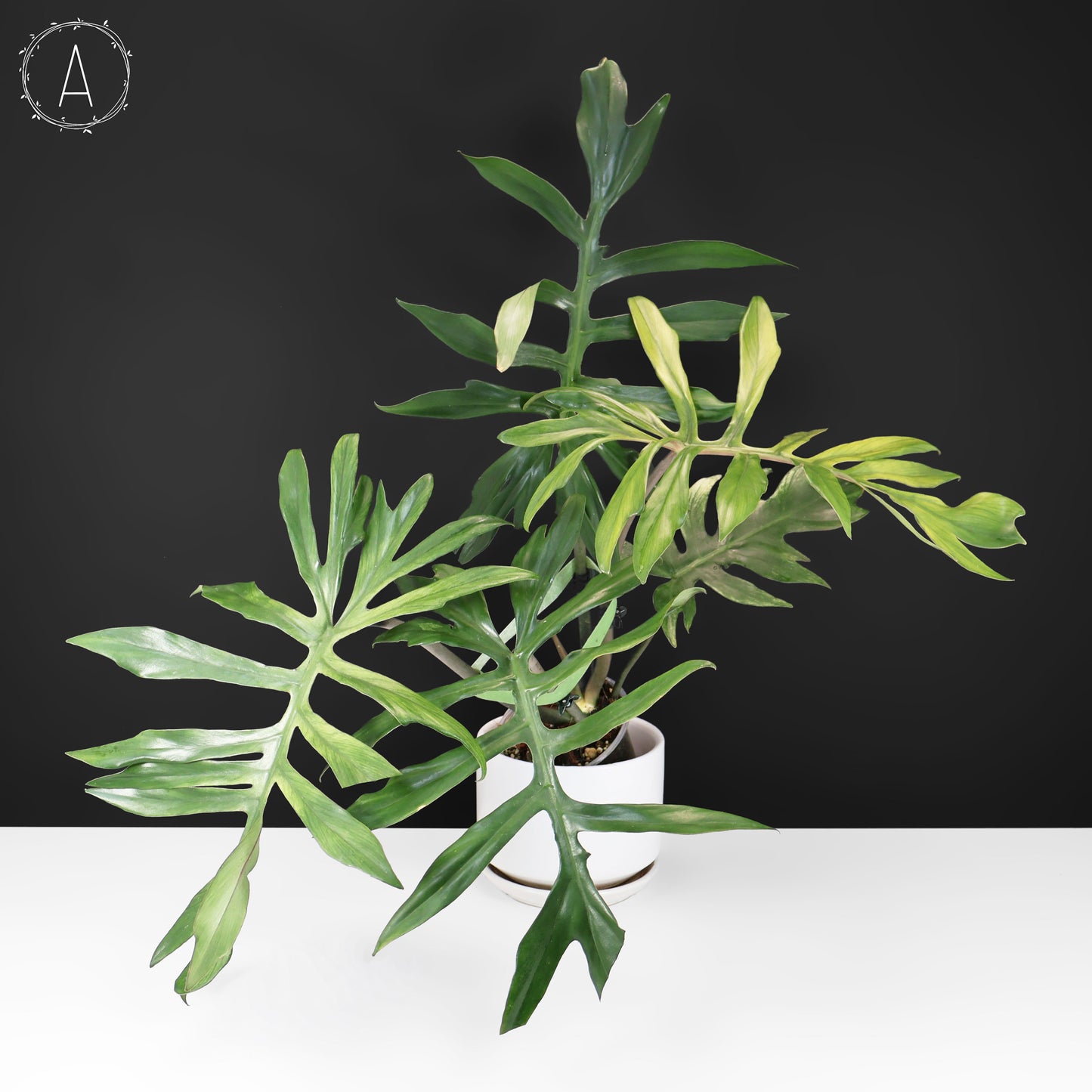 Philodendron Mayoi x Squamiferum (Large)