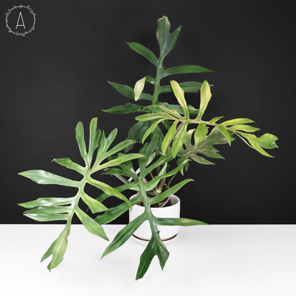 Philodendron Mayoi x Squamiferum (Large)