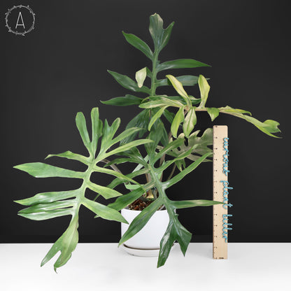 Philodendron Mayoi x Squamiferum (Large)