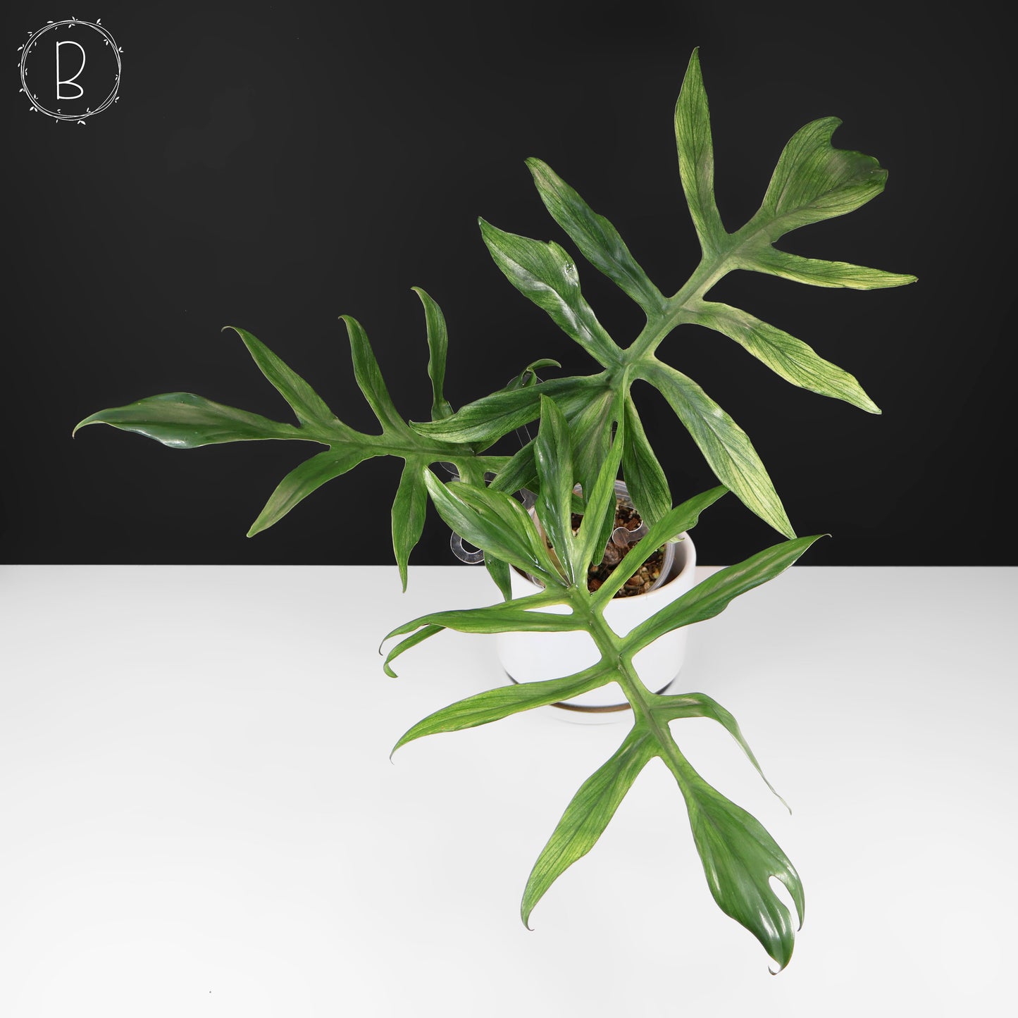Philodendron Mayoi x Squamiferum (Large)