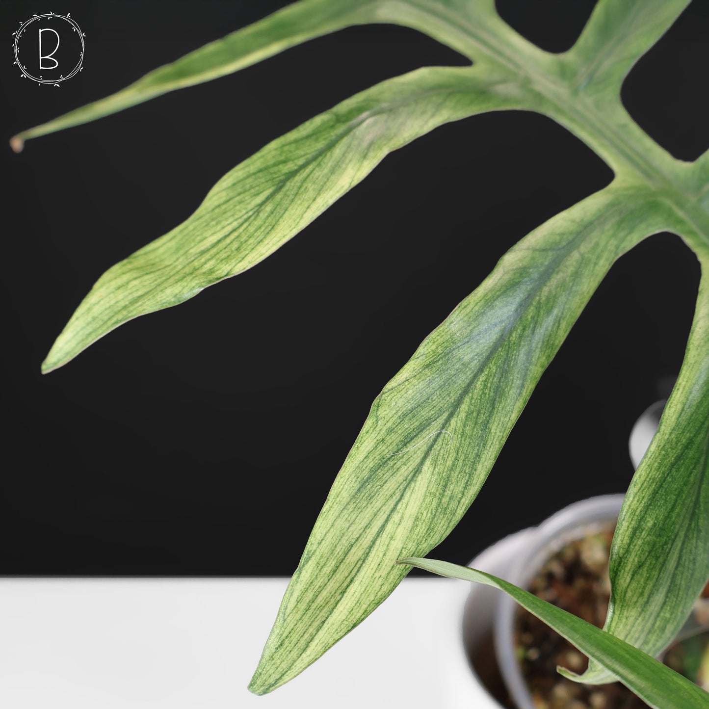 Philodendron Mayoi x Squamiferum (Large)