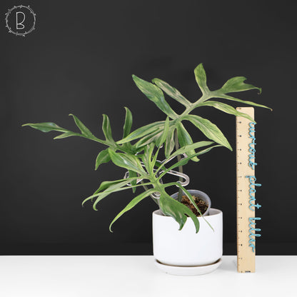 Philodendron Mayoi x Squamiferum (Large)