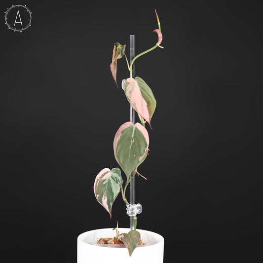 filodendro micans albo; Micanas rosas