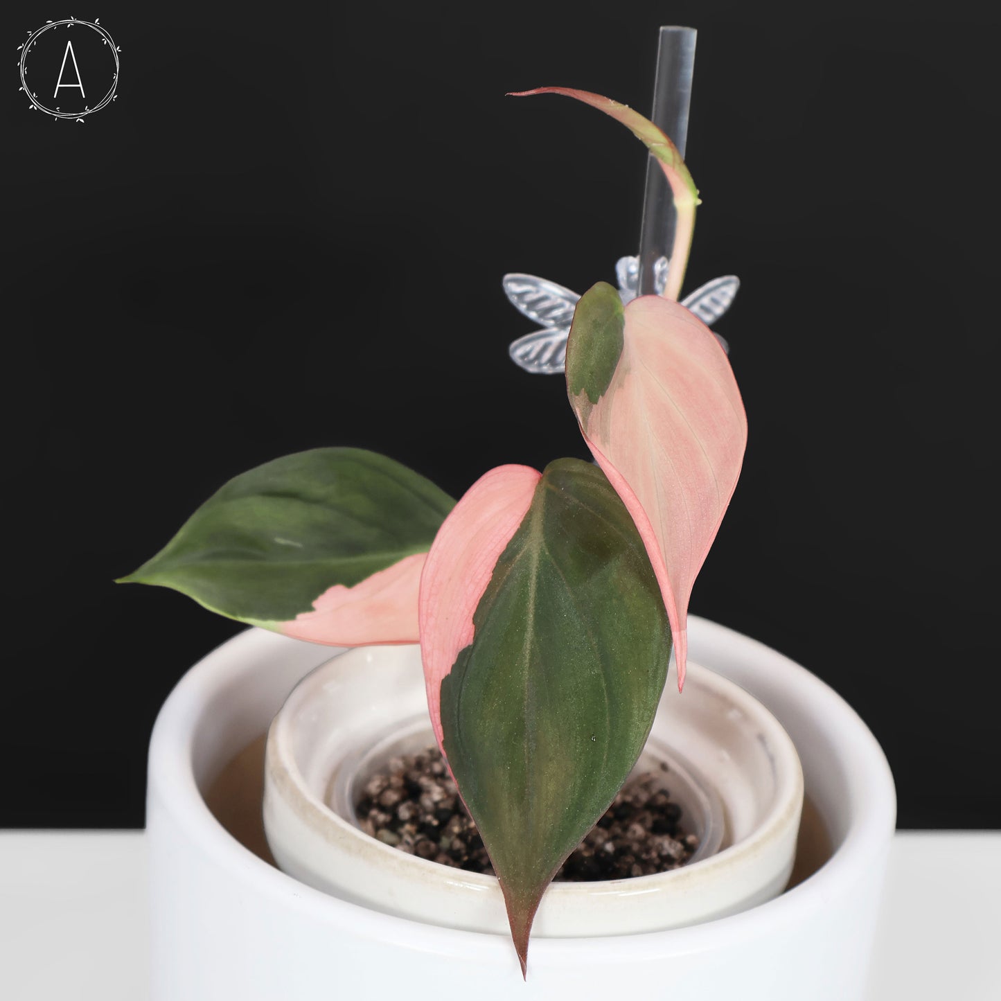 Philodendron Micans Albo; Pink Micans