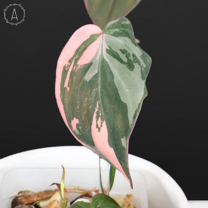 Philodendron Micans Albo (Pink Micans)