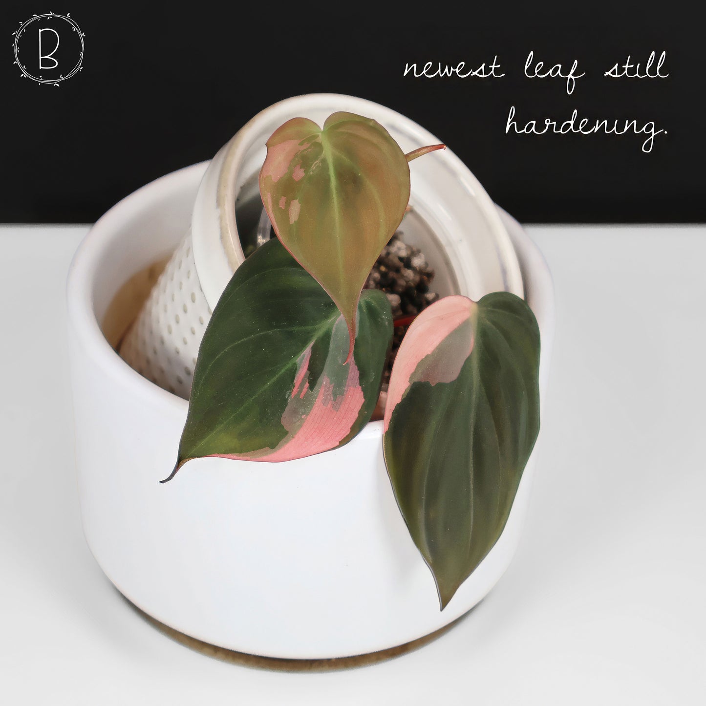 Philodendron Micans Albo; Pink Micans