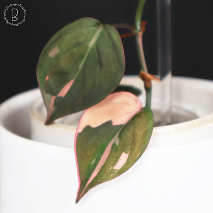 Philodendron Micans Albo (Pink Micans)