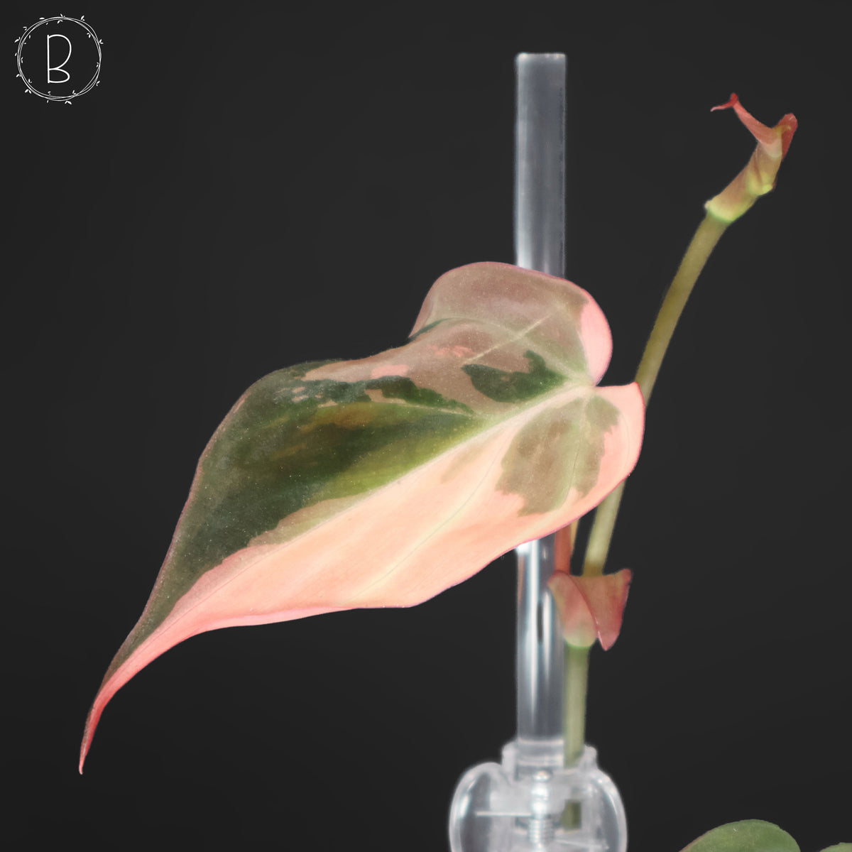 Philodendron Micans Albo (Pink Micans)