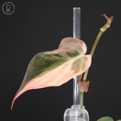Philodendron Micans Albo (Pink Micans)