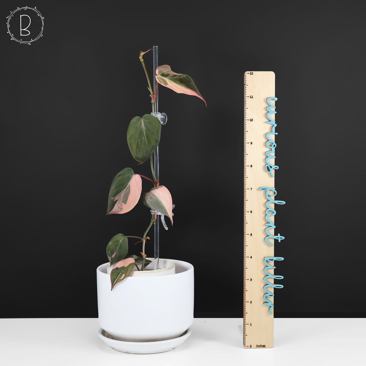 Philodendron Micans Albo (Pink Micans)