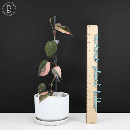 Philodendron Micans Albo (Pink Micans)